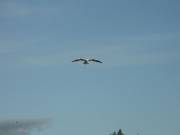 050624_Skotsko 236 * ASCII * 3264 x 2448 * (440KB)